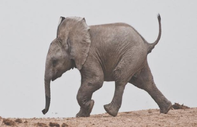 Congo : Voici l'histoire d'un éléphanteau offert au Président américain par les dirigeants congolais