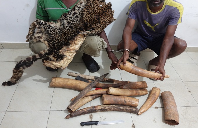 Congo - Délits fauniques : Deux individus interpellés à Pointe Noire pour trafic de produits de la faune