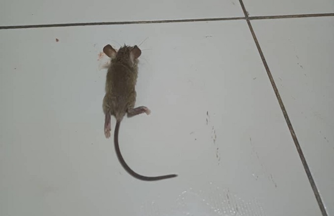 Vivre à Brazzaville, c’est aussi partager sa maison et son jardin avec les rats et les souris !