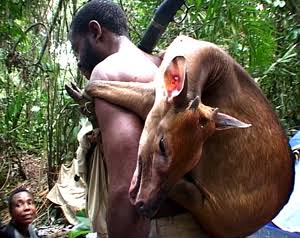 Mayoko : le foie d’une antilope « parlant chinois » sème la zizanie au village Bandzoko