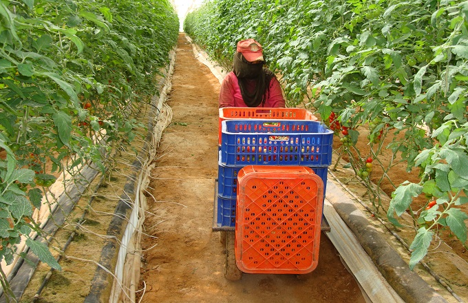 Le congolais Max Félicien Osso devient le plus grand producteur et exportateur des tomates au Maroc